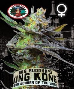 Big Buddha Seeds King Kong